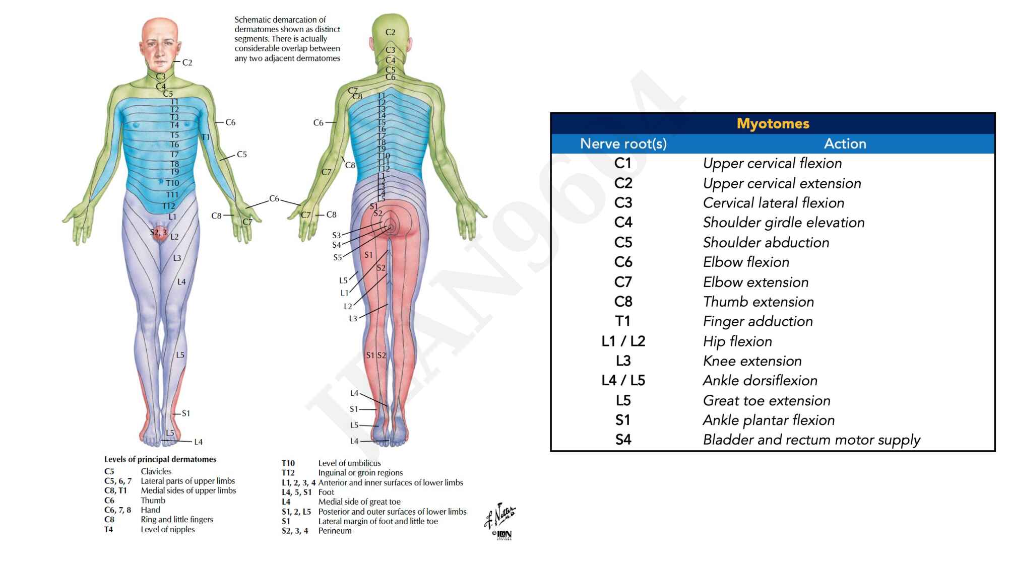 17.-manajemen-cedera-spinal-978