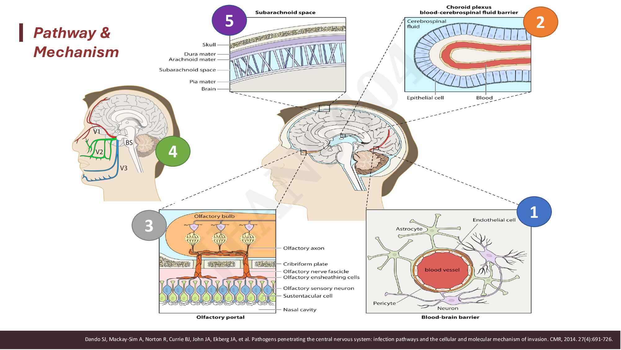 9.-pendekatan-diagnosis-dan-tatalaksana-awal-infeksi-sistem-saraf-pusat-231