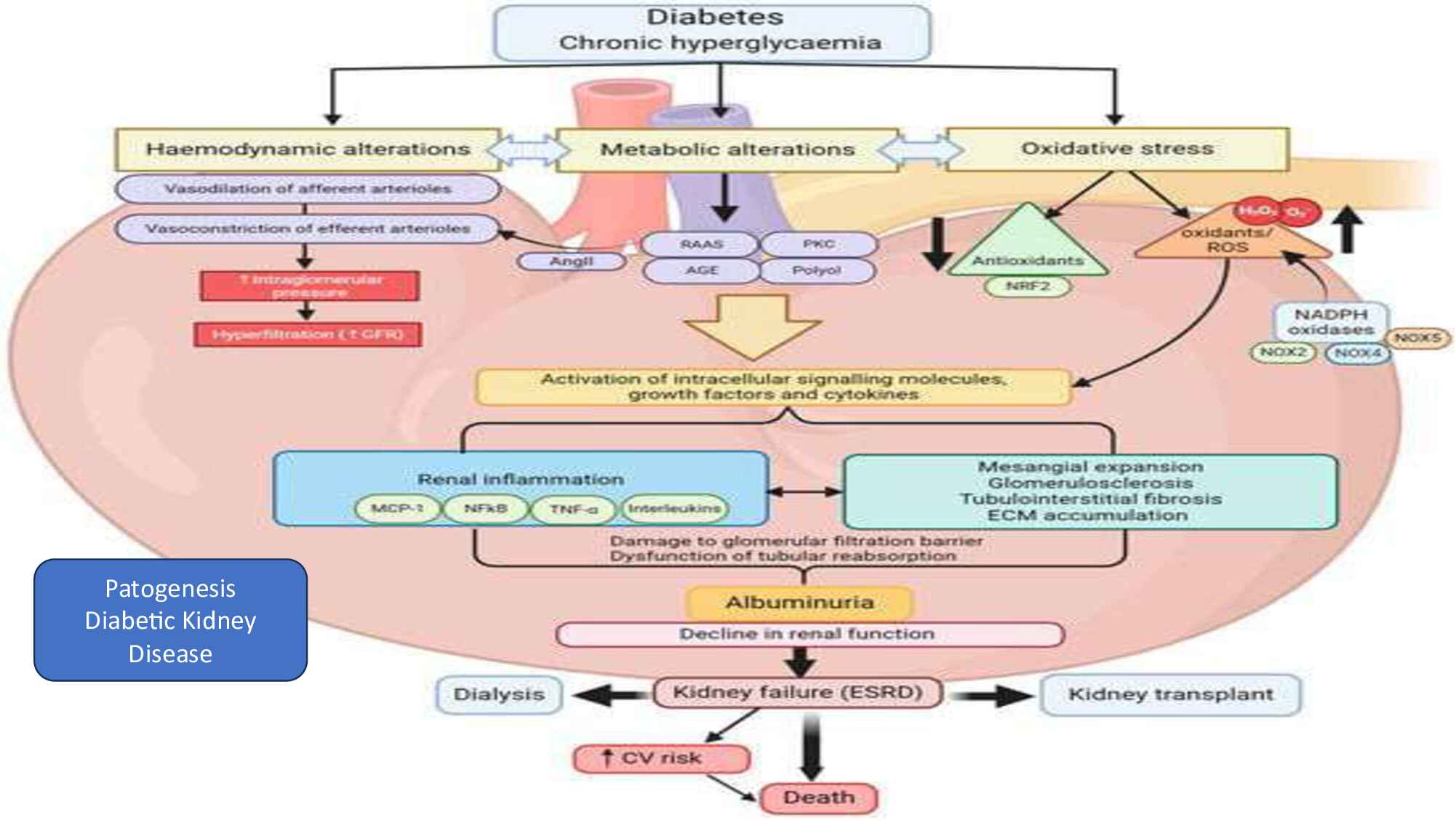chronic-kidney-diseases_-early-detection-and-collaborative-care-876