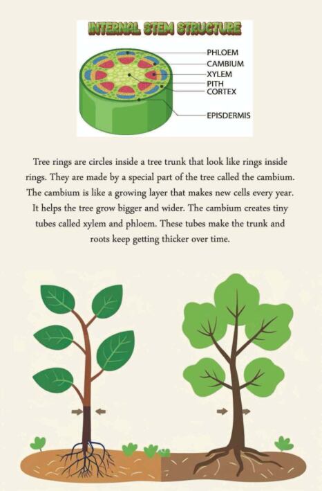 finding-out-a-trees-age-ebs-1771059103590