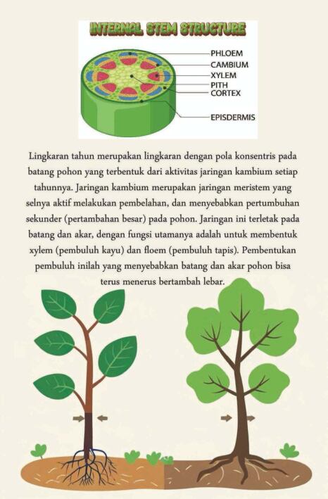 menghitung-usia-pohon-ebs-1765067848397