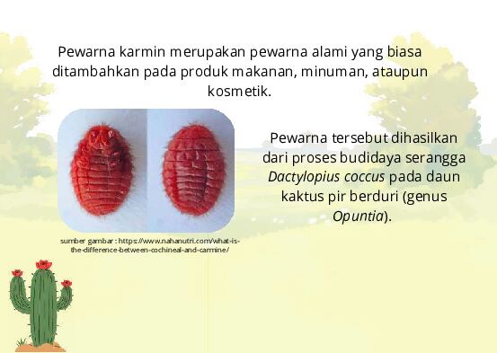pewarna-karmin-ebs-1776950044072
